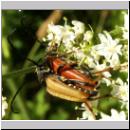 Corymbia rubra - Rothalsbock 05.jpg